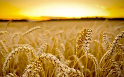 Российские экспортеры зерна ждут прибылей от урожая текущего года
