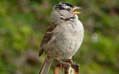 Курьез: Во время пандемии самцы птиц улучшили свой вокальный диапазон и стали петь лучше самок