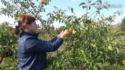В Ульяновской области «Сад Победы» дал свои плоды