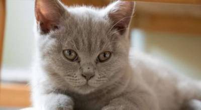 Хозяина 110 кошек выселили из квартиры: теперь волонтеры ищут им дом