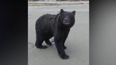 На Сахалине медведь сбил снимавший его коптер