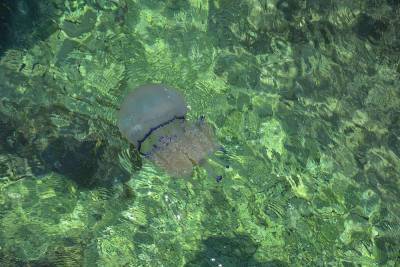 На пляжах в Сочи появились огромные и опасные медузы-корнероты