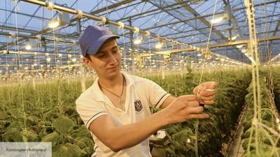 В Польше оценили планы российских фермеров удвоить производство овощей