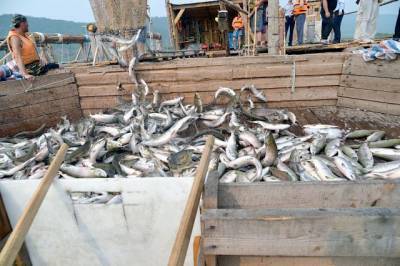 Росрыболовство ожидает лососевую путину в России в размере 310 тыс. тонн