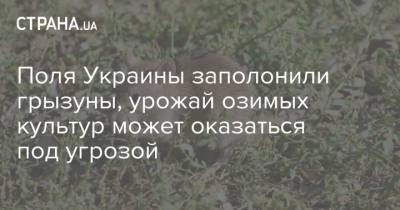 Поля Украины заполонили грызуны, урожай озимых культур может оказаться под угрозой