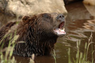 Агрессивные медведи гризли подрались за рыбу на глазах у мужчины