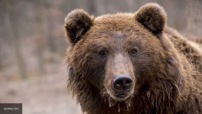 Медведь лапой сбил дрон видеографа на Сахалине