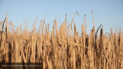 Ленинградская область сможет полностью обеспечить себя зерном к 2025 году