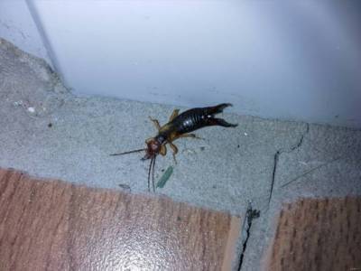 Уховёртка: Хватит путать с двухвосткой! Опасно ли это насекомое, и как оно живёт? (8 фото)