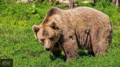 Видеограф с Сахалина лишился беспилотника во время съемки медведей