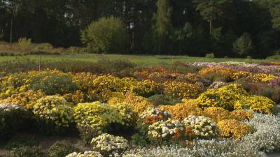 В Минском ботаническом саду зацвели осенние цветы