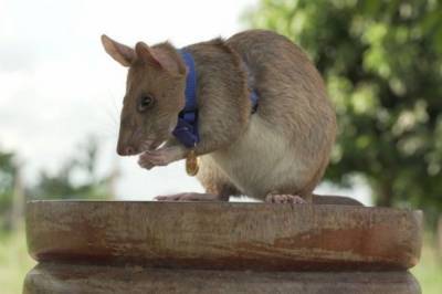 Британцы вручили крысе из Камбоджи медаль за отвагу