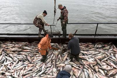 В Санкт-Петербург доставили 5,5 тысяч тонн камчатской рыбы