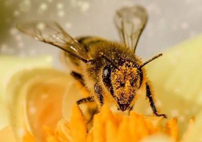 В Рязани школьник начал задыхаться после укуса пчелы