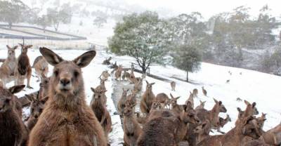 Австралия зима: появились фото снегопада