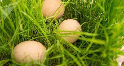 Кулинарные секреты: куриным яйцам нашли замену