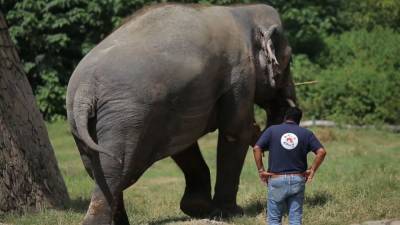 «Самый одинокий слон в мире» поедет искать новых друзей в Камбоджу.