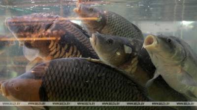 Массовый вылов рыбы начался в рыбхозе "Свислочь"