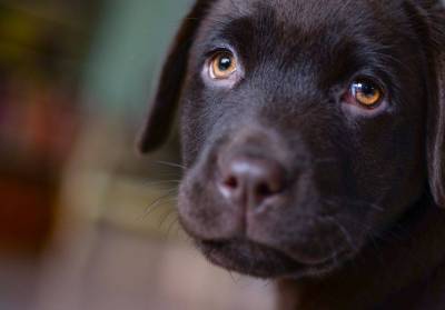 Исследования показали, что собаки строят щенячьи глазки для манипулирования людьми