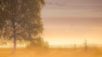 Петербуржец по дороге за грибами сделал невероятно красивые фотографии утреннего тумана