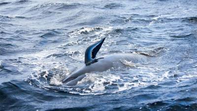 Биолог рассказал о причинах выбрасывания дельфинов на берег