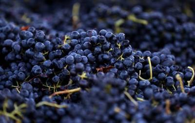 В Украине появился праздник в честь виноградарей и виноделов