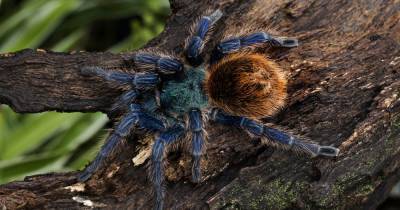 Выяснилось, почему тарантулы бывают синими и зелеными