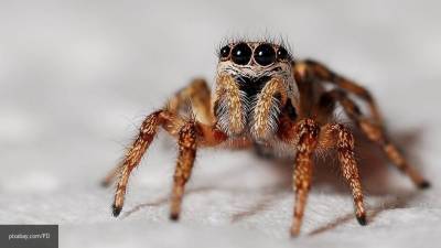 Британка поделилась секретом своего избавления от пауков в доме