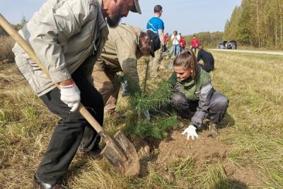 Около ста сосен высажено в Тульской области в рамках акции Сохраним лес