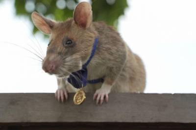 Крысу из Камбоджи, умеющую искать мины, закопанные под землей, наградили за спасение человеческих жизней
