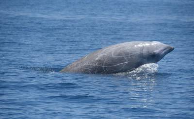 Клювый кит установил рекорд по погружению в воду среди млекопитающих - ecosever.ru