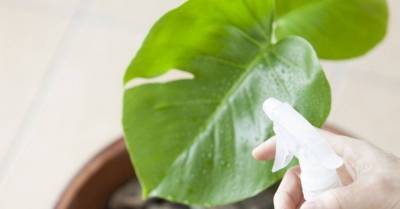 Вашим комнатным растениям не нужна пыль: один из способов очистить растения, который вам тоже понравится