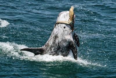 Смертельная схватка дельфина с осьминогом взволновала ученых