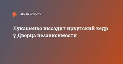 Лукашенко высадит иркутский кедр у Дворца независимости