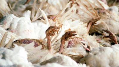 В СКО от птичьего гриппа погибло более 160 тысяч птиц, карантин ввели в 18 сёлах
