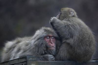 Школьник разрезал решетку в зоопарке и выпустил на свободу 70 обезьян