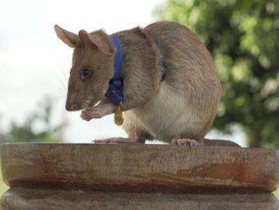 Африканскую гигантскую крысу по кличке Магава наградили золотой медалью за обнаружение наземных мин