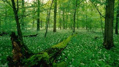 В России могут появиться частные лесные владения