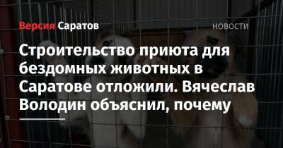Строительство приюта для бездомных животных в Саратове отложили. Вячеслав Володин объяснил, почему