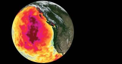 Аномальные горячие «пузыри» массово убивают жизнь в океане
