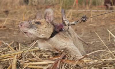 Крысу-сапёра из Камбоджи наградили медалью за спасение людей