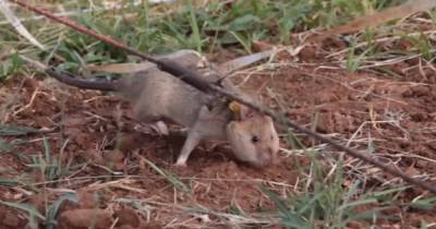 Гигантская крыса получила золотую медаль за обнаружение десятков мин