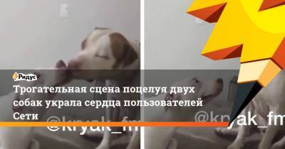 Трогательная сцена поцелуя двух собак украла сердца пользователей Сети