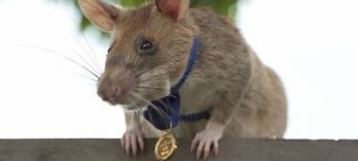 Крысу наградили медалью за храбрость при поиске мин