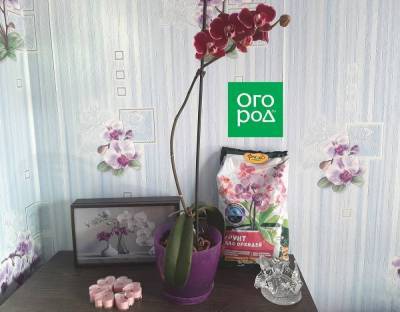 Что делать, если гниет цветущая орхидея – мастер-класс с фото