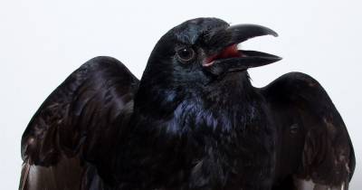 У птиц обнаружено субъективное сознание
