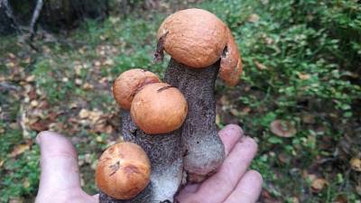 Петербуржцы показали самые необычные собранные грибы