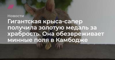 Гигантская крыса-сапер получила золотую медаль за храбрость. Она обезвреживает минные поля в Камбодже