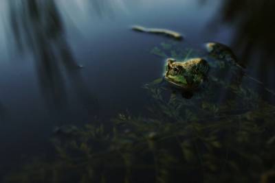 Ученые нашли лягушек, которые 80 лет считались вымершими