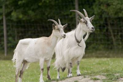 Бурятская сельхозакадемия поможет Окинскому району в разведении коз